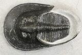Bargain, Harpes (Scotoharpes) Trilobite - Boudib, Morocco #154655-2